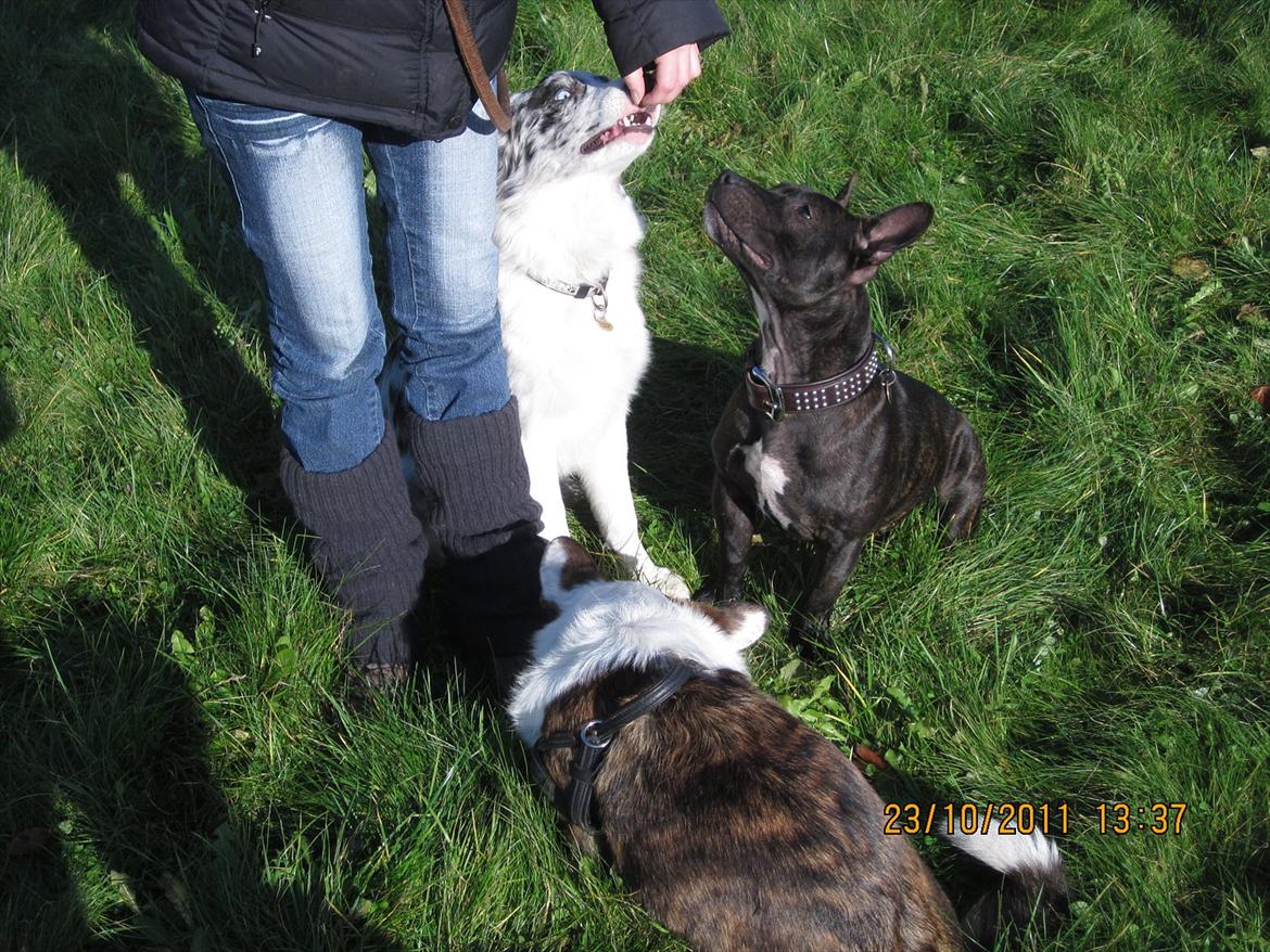 Border collie Alasdair aka Diesel From The Stone Of Scone billede 16