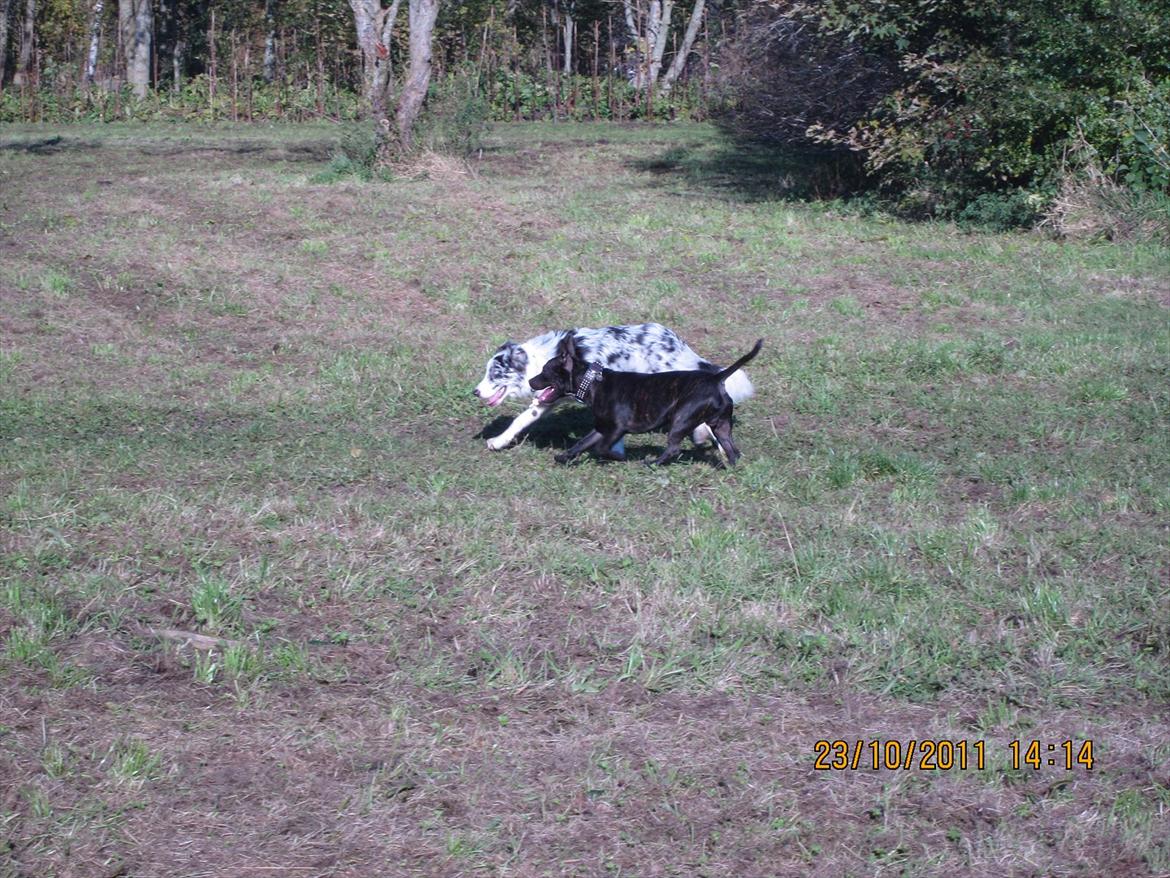 Border collie Alasdair aka Diesel From The Stone Of Scone - Så hyrder vi Bandit :-D billede 17