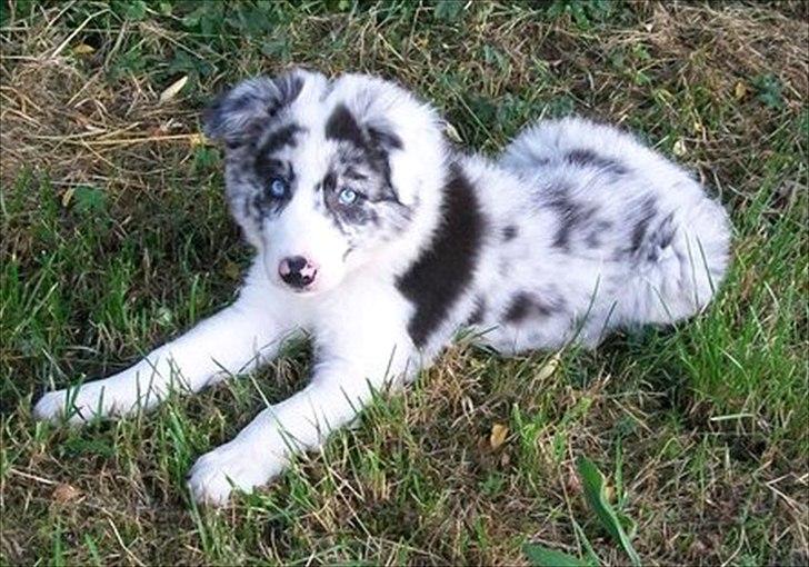 Border collie Alasdair aka Diesel From The Stone Of Scone billede 18