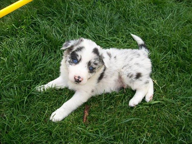 Border collie Alasdair aka Diesel From The Stone Of Scone billede 19