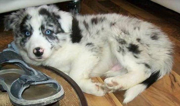 Border collie Alasdair aka Diesel From The Stone Of Scone billede 20