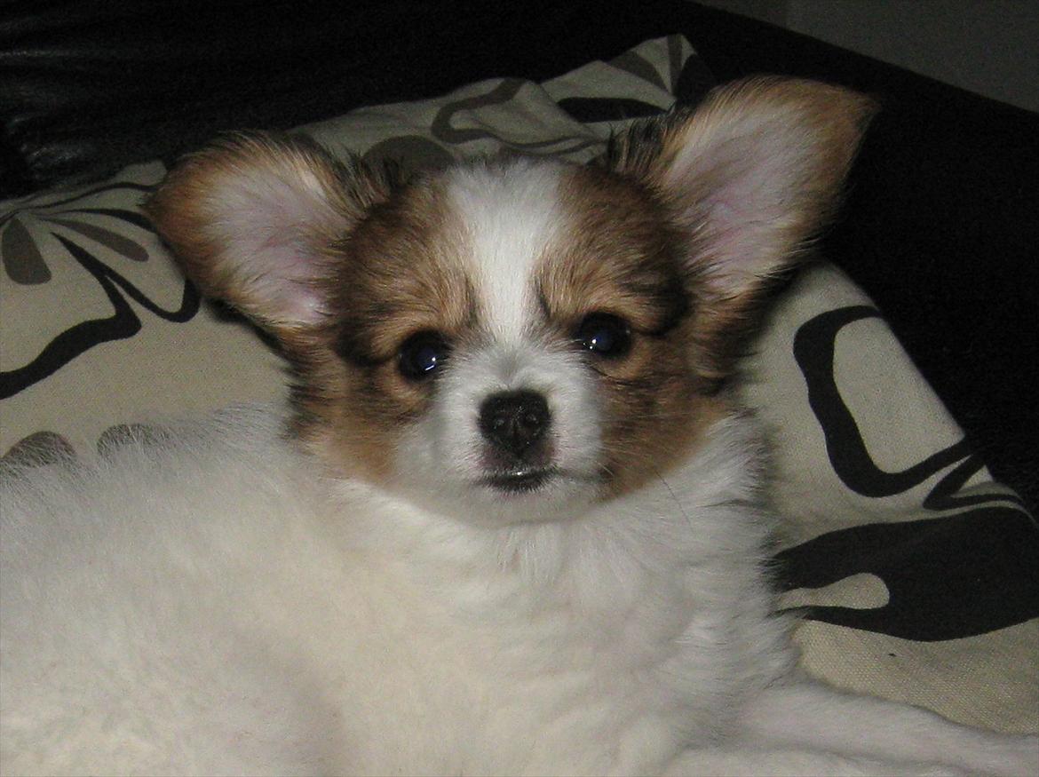 Papillon Egon - Mine ører stritter nu... billede 1