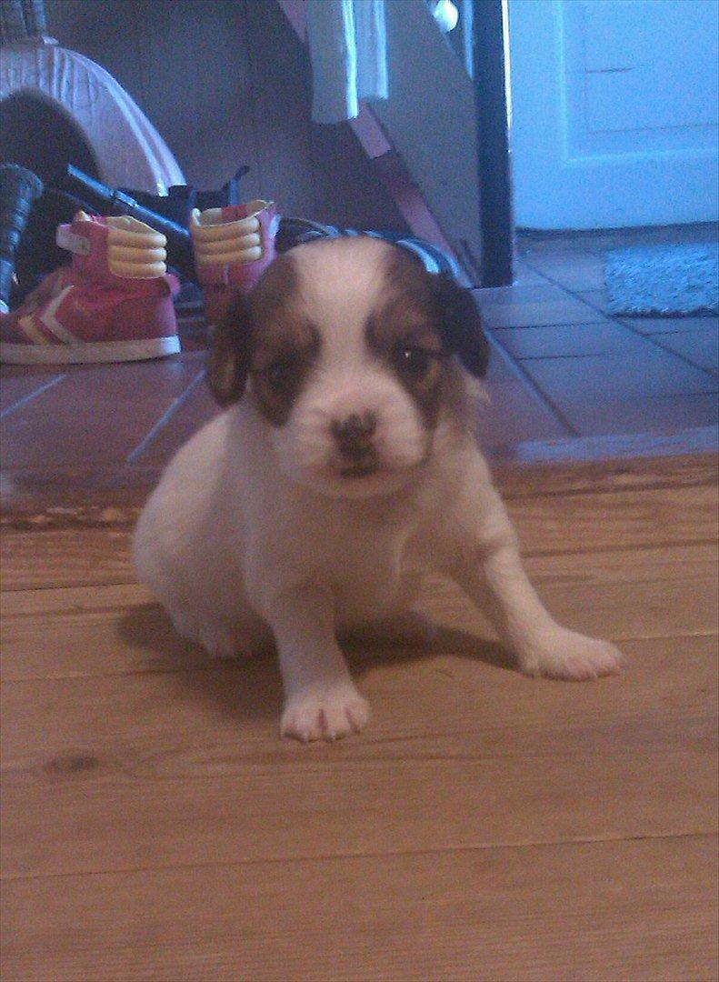 Papillon Egon billede 2