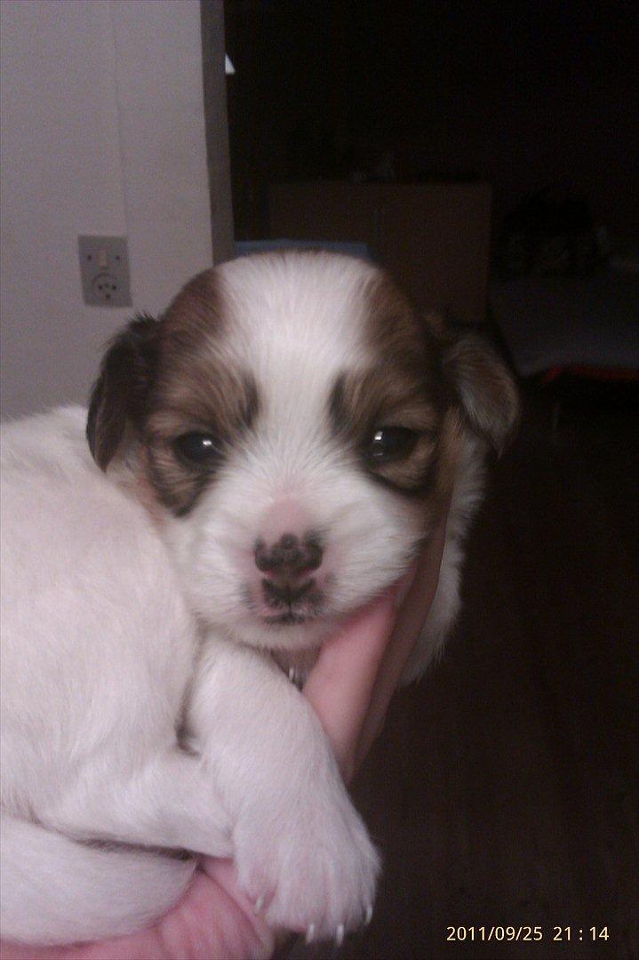 Papillon Egon billede 3