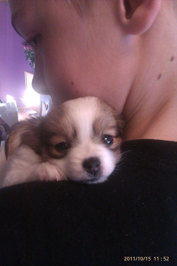 Papillon Egon billede 4