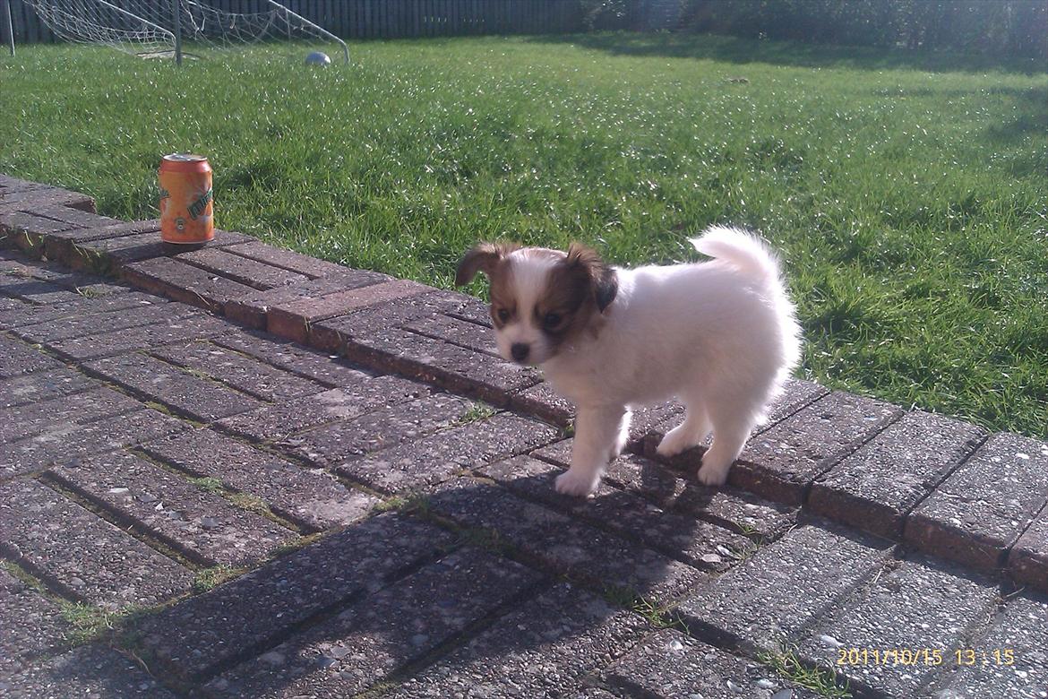 Papillon Egon billede 5