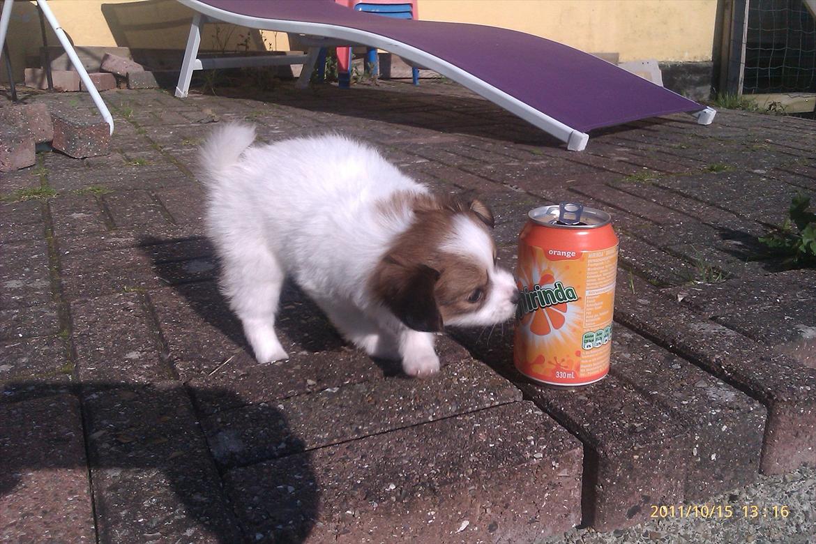 Papillon Egon billede 6