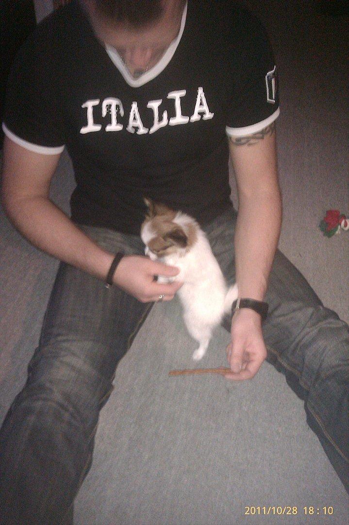 Papillon Egon billede 7