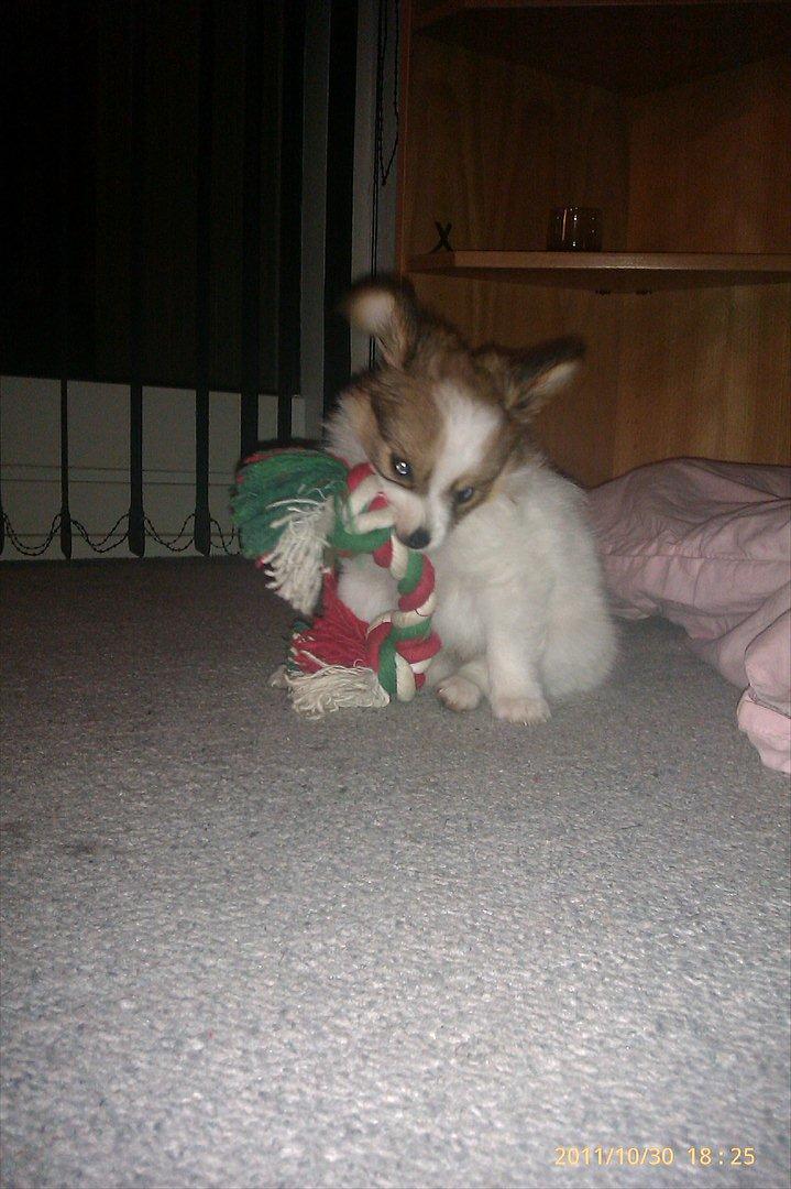 Papillon Egon billede 8