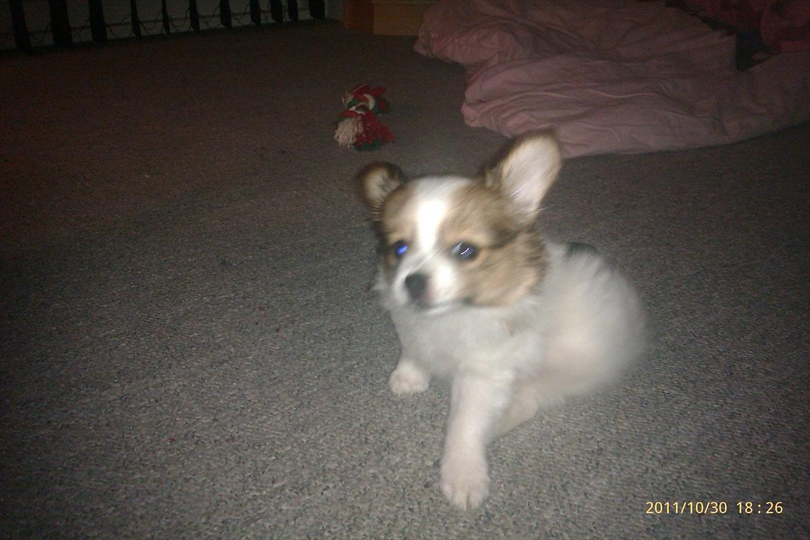 Papillon Egon billede 9