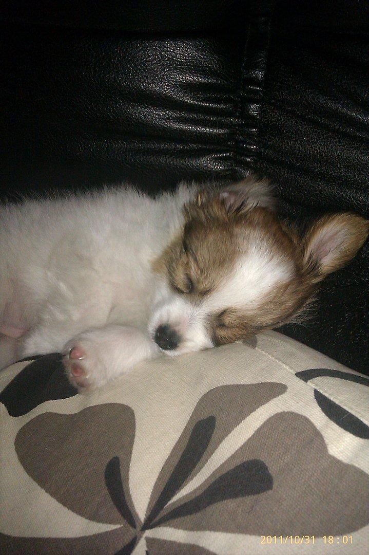 Papillon Egon billede 10