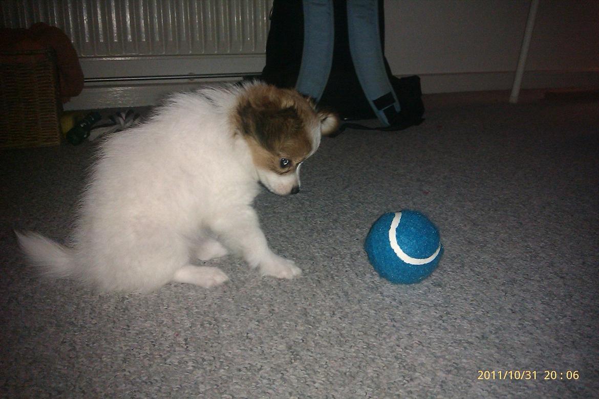 Papillon Egon billede 11