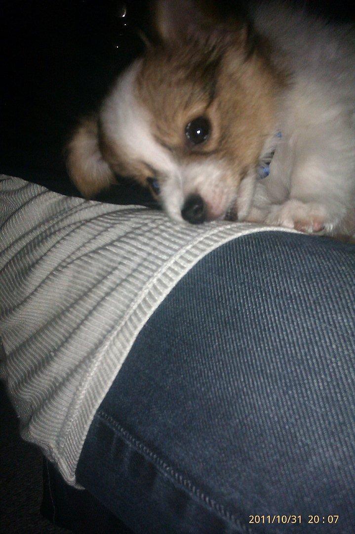 Papillon Egon billede 12