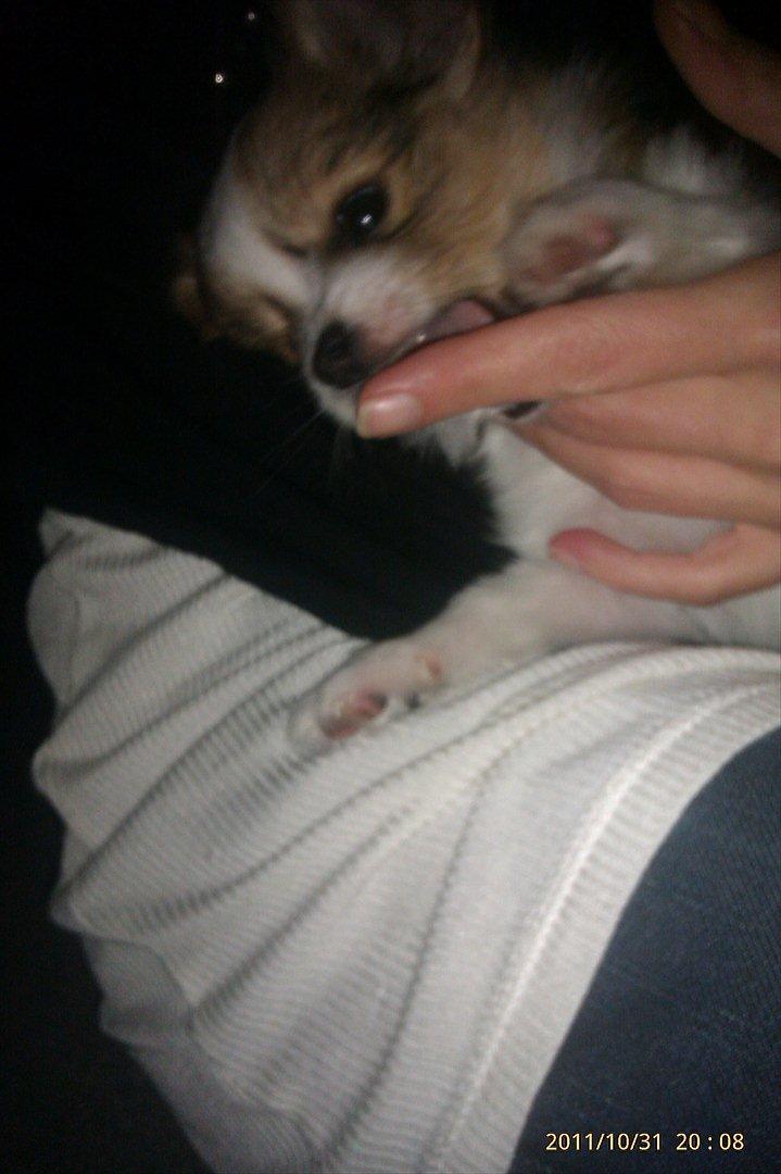 Papillon Egon billede 13