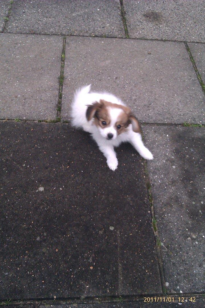 Papillon Egon billede 14