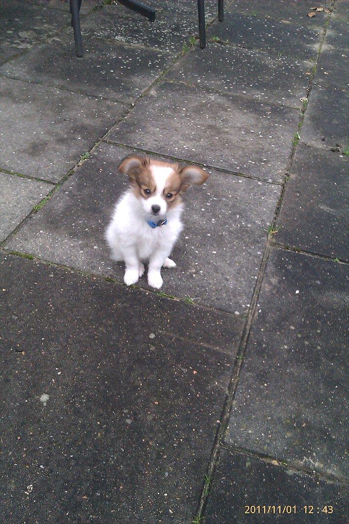 Papillon Egon billede 15