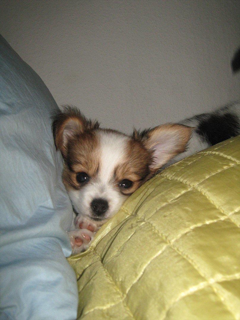 Papillon Egon billede 16