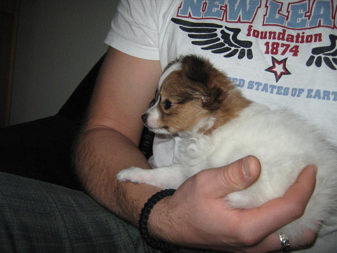 Papillon Egon billede 17