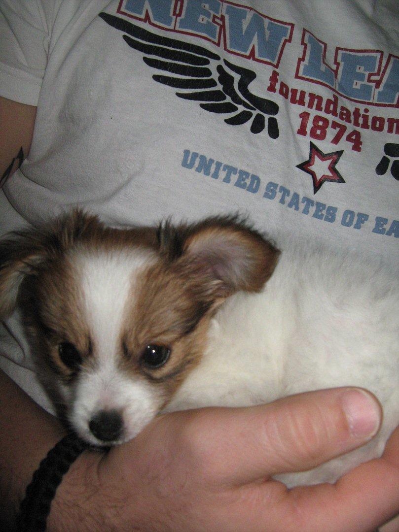 Papillon Egon billede 18