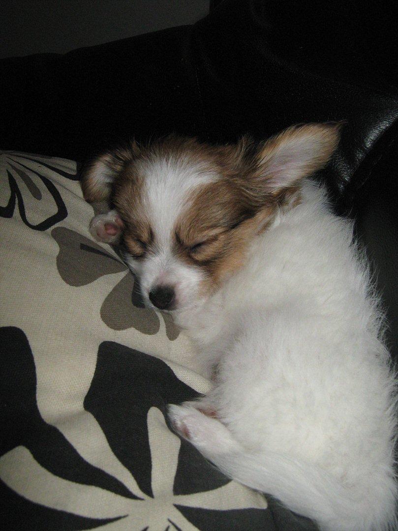 Papillon Egon billede 19