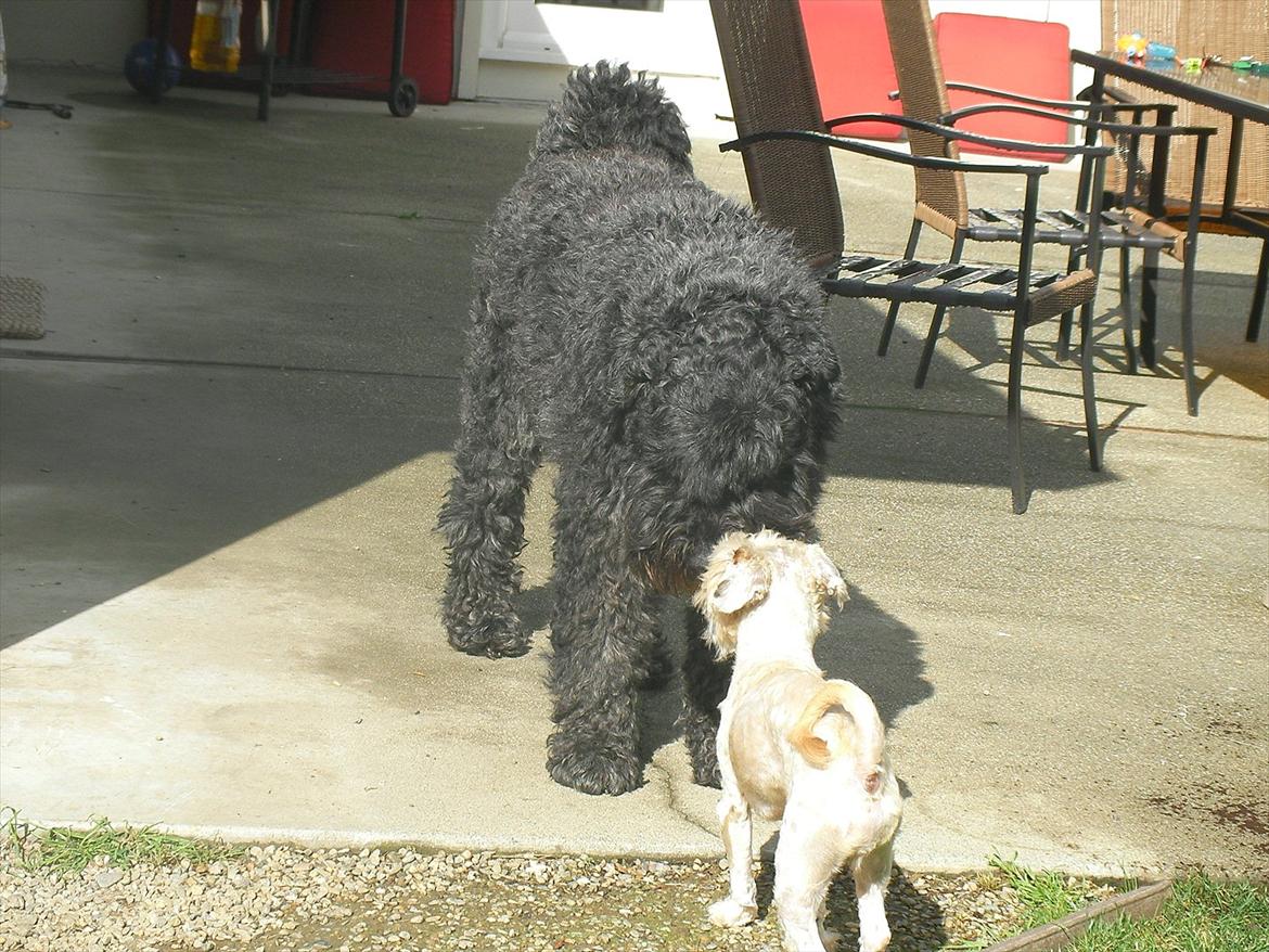 Bouvier des flandres Buffer billede 13