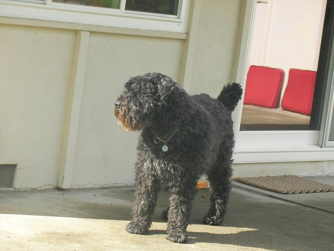 Bouvier des flandres Buffer billede 14