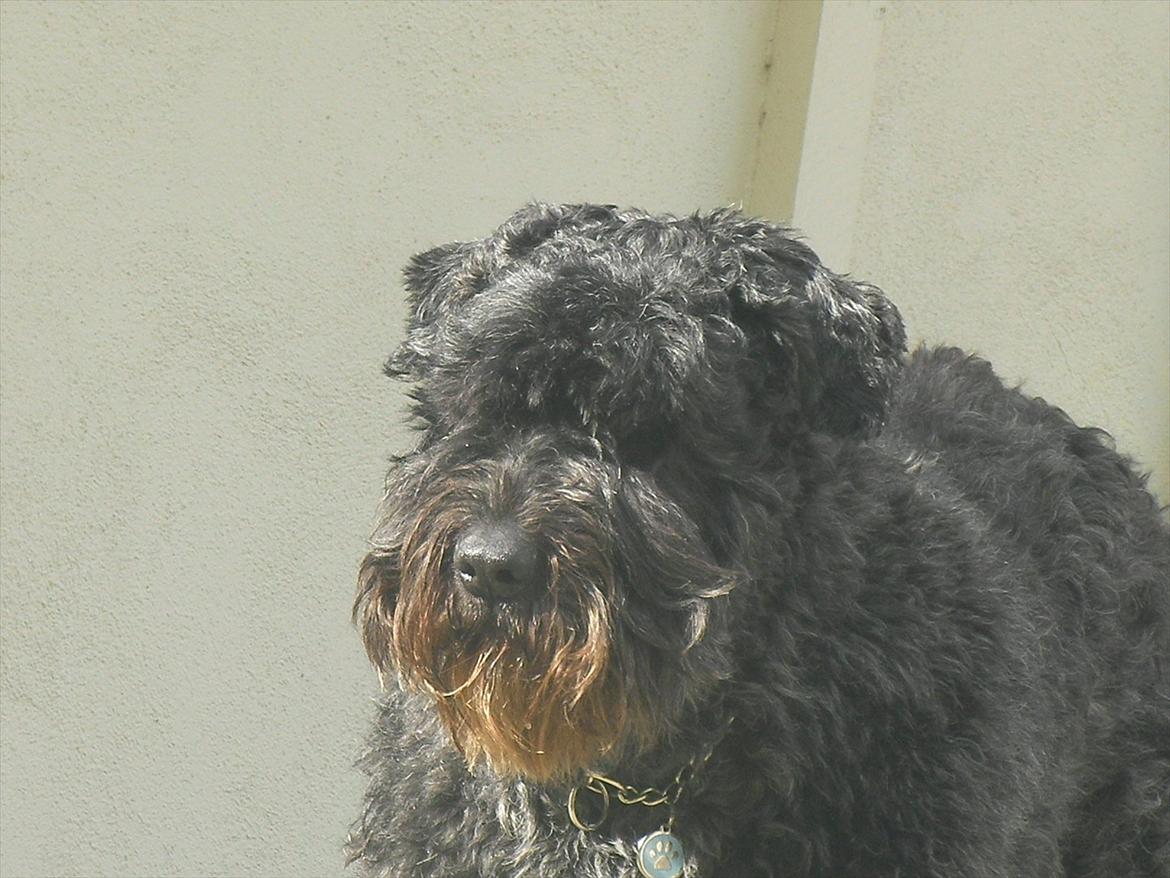 Bouvier des flandres Buffer billede 15