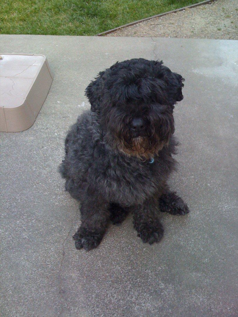 Bouvier des flandres Buffer billede 16