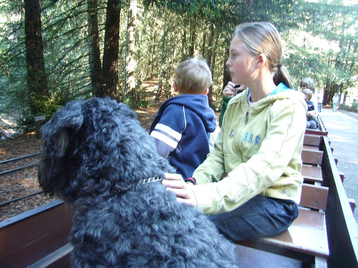 Bouvier des flandres Buffer billede 17