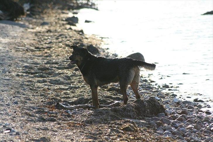 Blanding af racer Max af Søvang - Marts 2011 billede 19