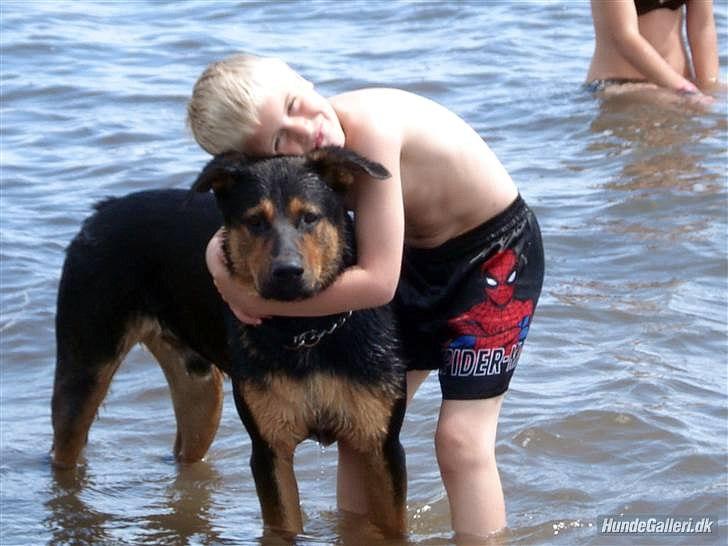 Blanding af racer Max af Søvang - 2007 billede 20