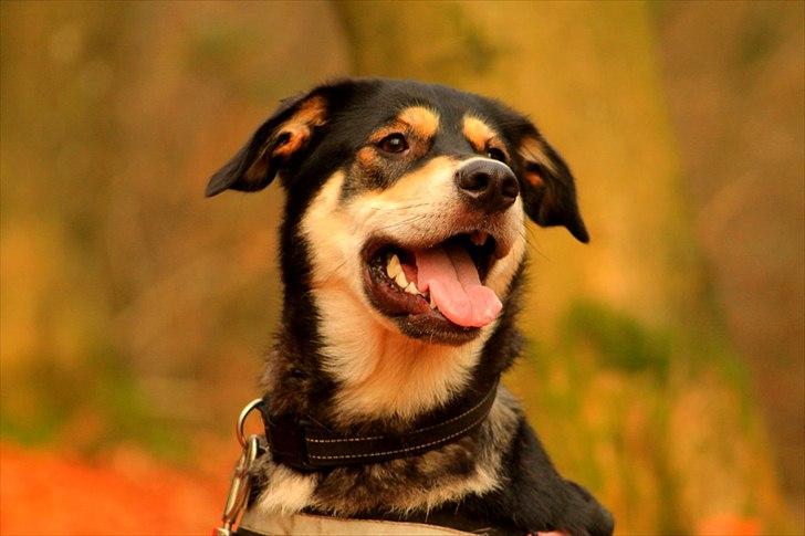 Blanding af racer Akeela - Billedet er taget af mig :) billede 8