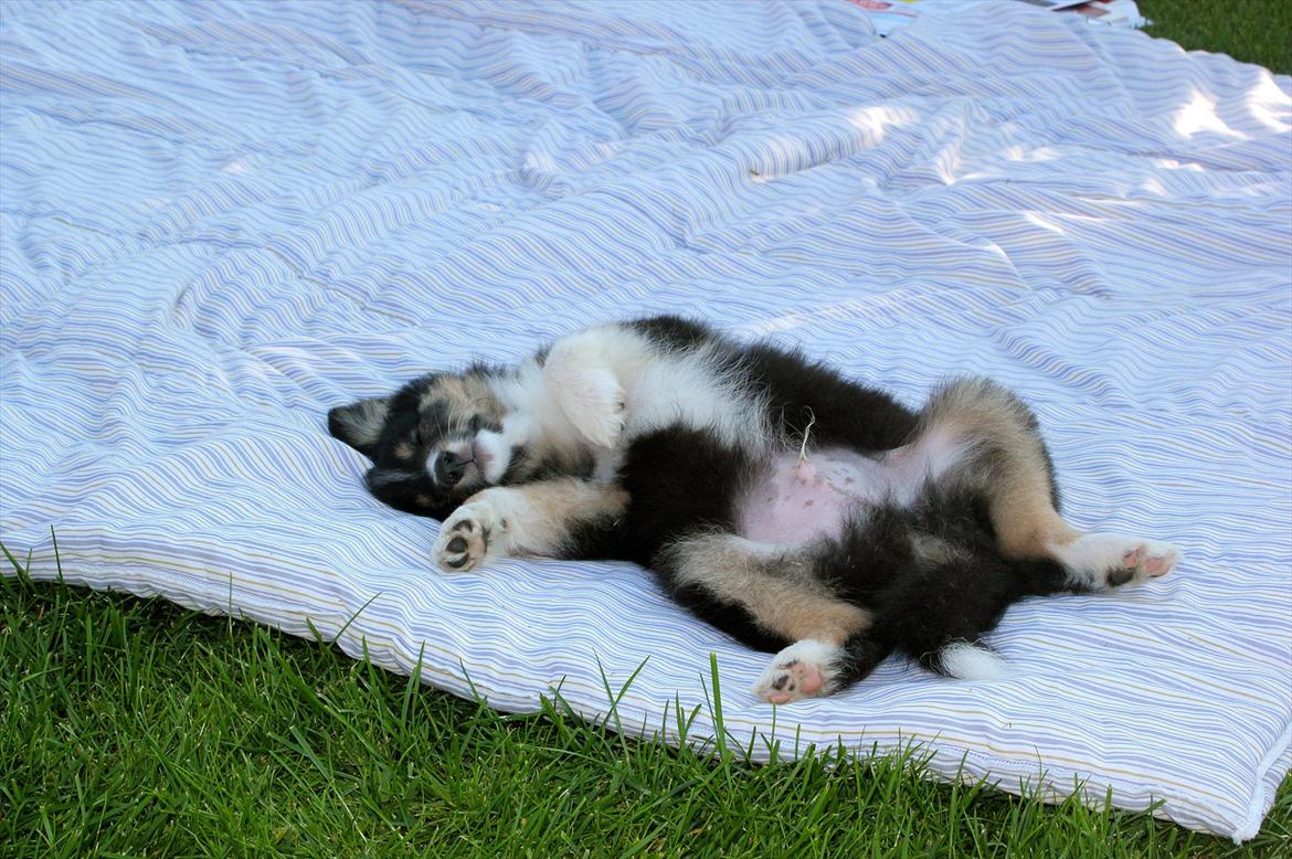 Shetland sheepdog Elverlamshuset's Uno - Det er hårdt at være 8 uger, og rejse helt fra Sjælland til Jylland. Første dag Uno var ved os billede 4