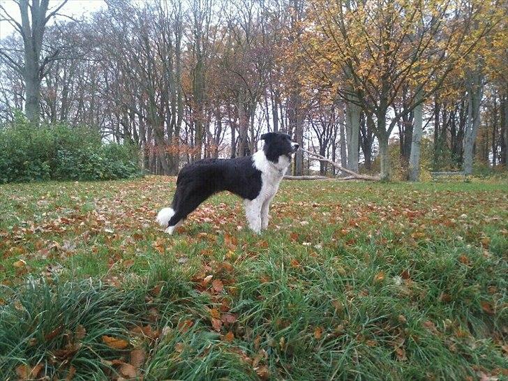 Border collie Danielsson´s Skyline Celix (Felix) - Felix 7 mdr. gammel og ved at se mere voksen ud! billede 12
