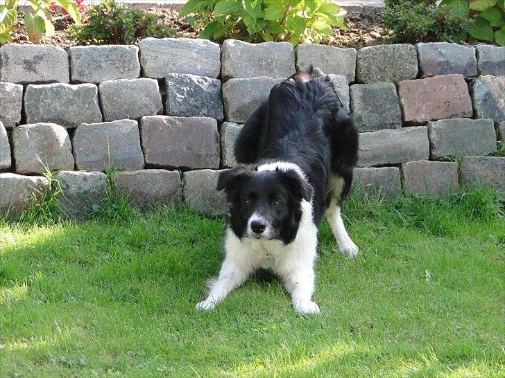 Border collie Danielsson´s Skyline Celix (Felix) - 6 mdr. gammel og fuld af numre:-) billede 13