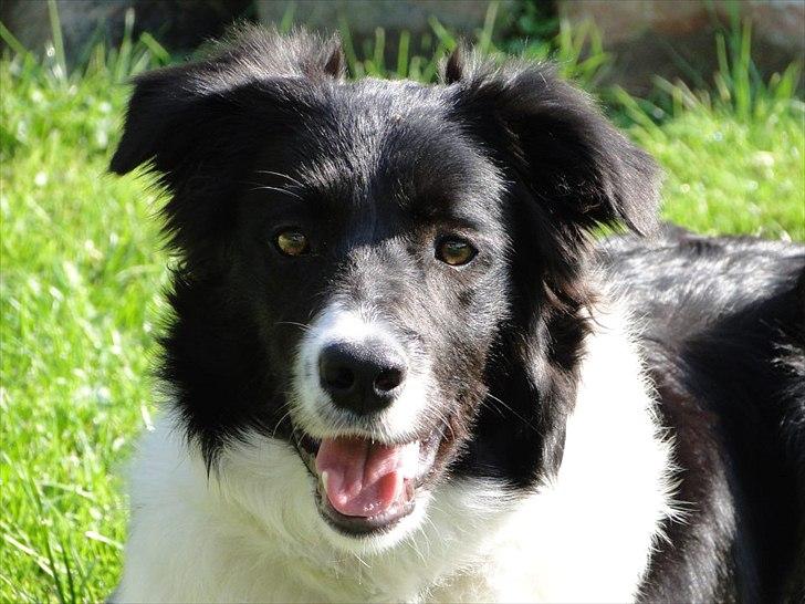 Border collie Danielsson´s Skyline Celix (Felix) - 6 mdr. gammel billede 14