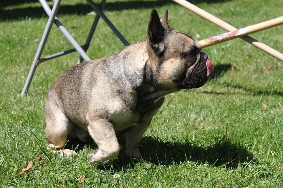 Fransk bulldog Carlo The CharmingBulldog - I'm sexy and i know it! billede 20