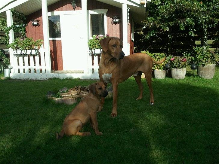 Rhodesian ridgeback Lewanika Humusha - Humusha og Sasso i haven i oktober. billede 21