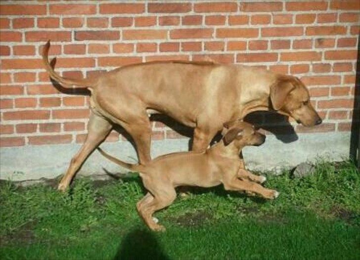 Rhodesian ridgeback Lewanika Humusha - Humusha og Sasso i haven i oktober. billede 22