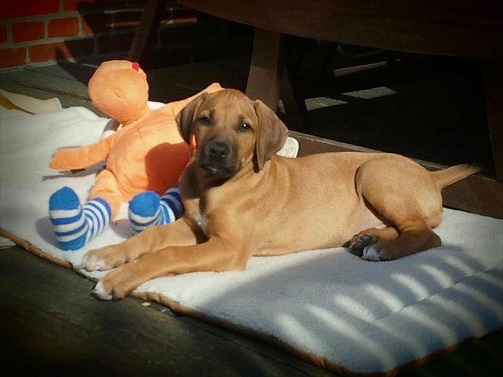 Rhodesian ridgeback Lewanika Humusha - Humusha hjemme på terrassen i september kort tid efter hun flyttede ind. billede 23