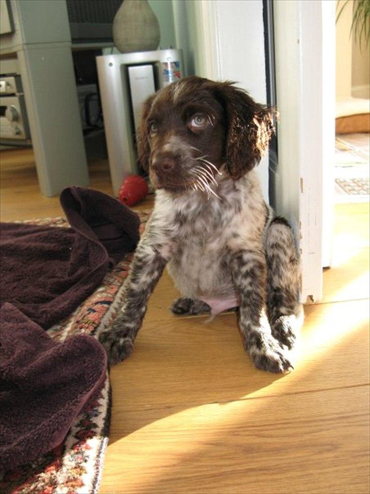 Kleiner münsterländer Astro - Lige været i bad billede 6