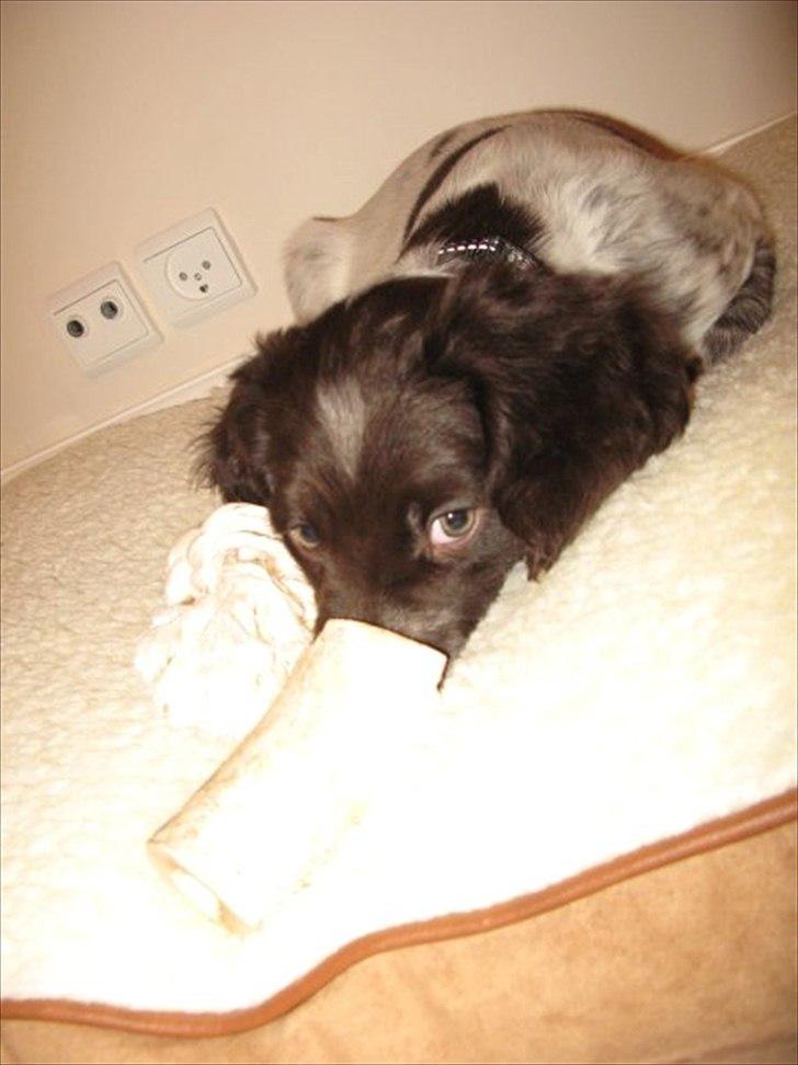 Kleiner münsterländer Astro - Den første dag vi fik ham billede 7