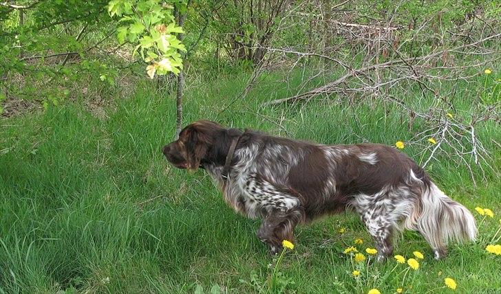 Kleiner münsterländer Astro - Hov..en fasan! billede 8