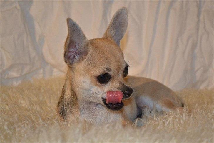 Chihuahua Frk Kvistes Brianna *Bindi* - Min lille pige <3
6/11-2011 .. billede 46