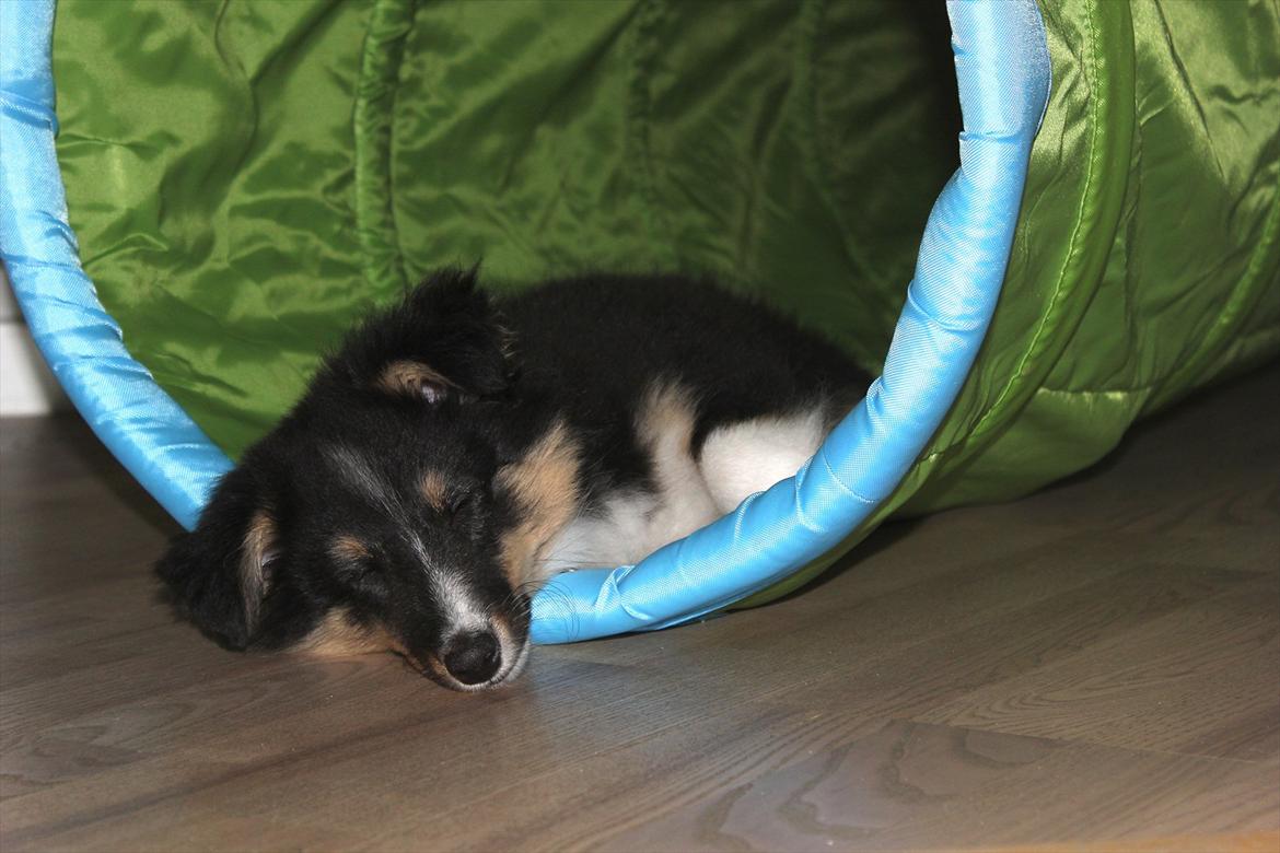 Shetland sheepdog Elverlamshuset's Uno - Faldet i søvn.. livet er hårdt! billede 5