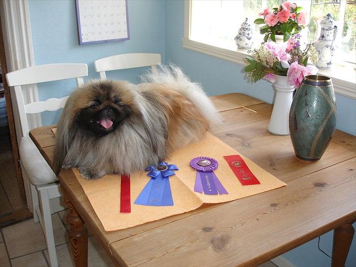 Pekingeser "Mo-Li-Shou" - Her er jeg med præmiebånd fra udstilling maj 2009! billede 12