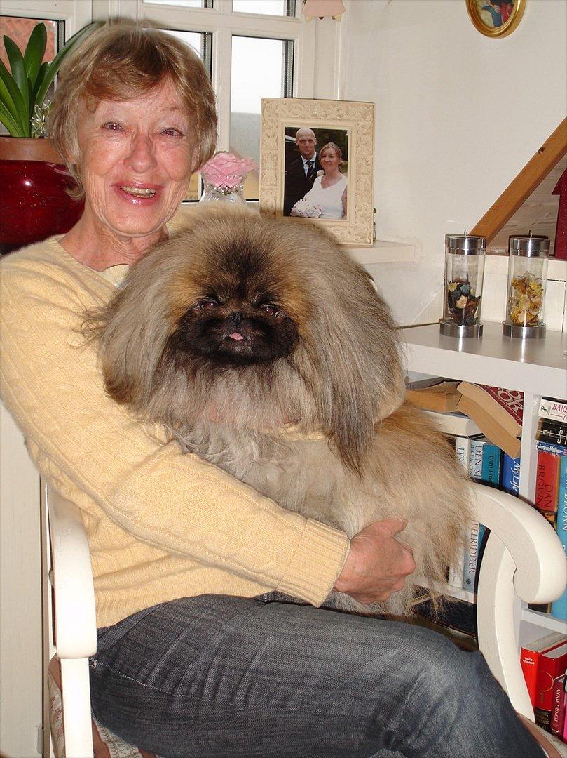 Pekingeser "Mo-Li-Shou" - Her er jeg sammen med min menneske-mor! billede 13