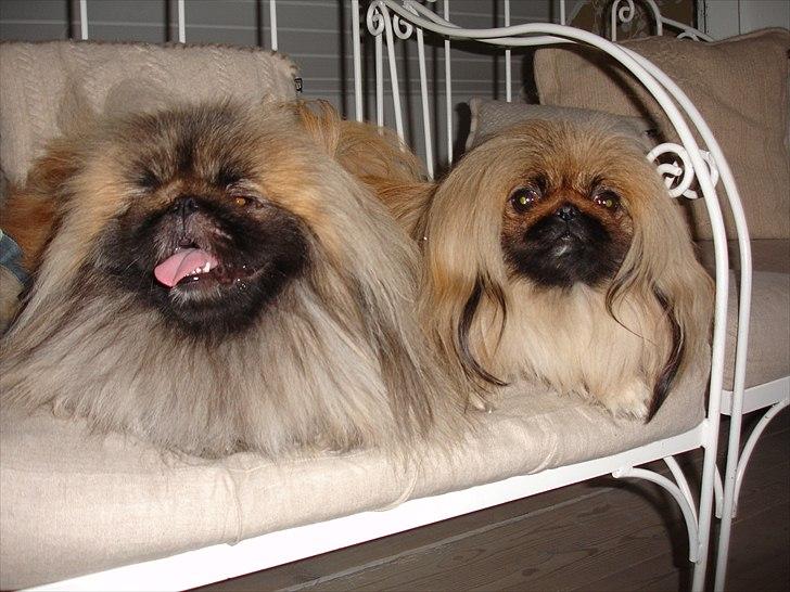 Pekingeser "Mo-Li-Shou" - Og endelig sammen med min kæreste "Buddha" april 2010 billede 14