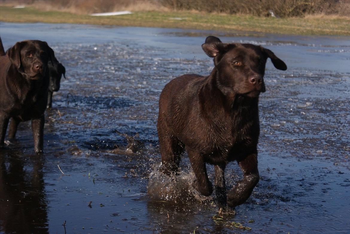 Labrador retriever Noguat billede 6