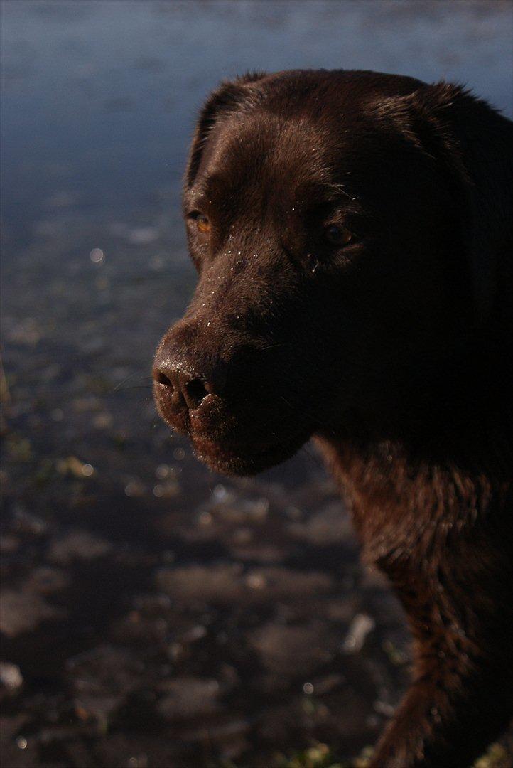 Labrador retriever Noguat billede 7